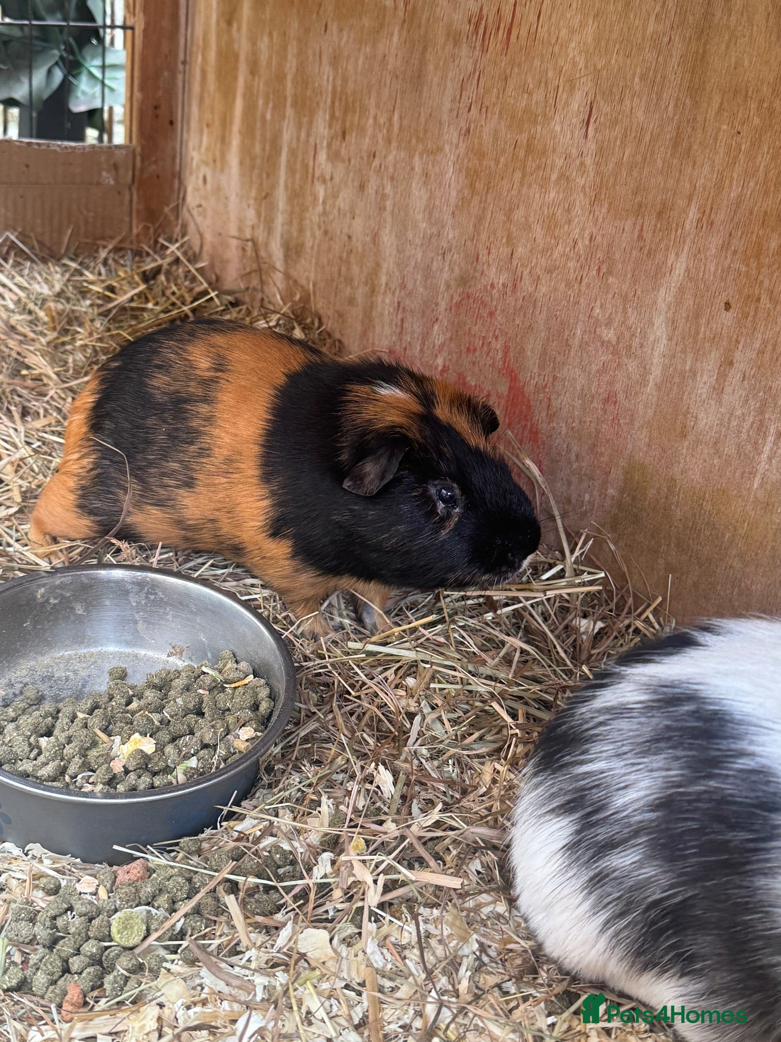 Mixed Breed rodents 2 boys 2 girls guinea pigs - Advert 4