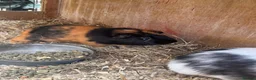 Mixed Breed rodents for sale: 2 boys 2 girls guinea pigs in Scunthorpe - Advert 1
