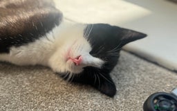 Mixed Breed cats for sale: Male cats  - Image 4