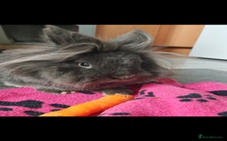 Lionhead rabbits for sale: Buck for sale  - Image 2