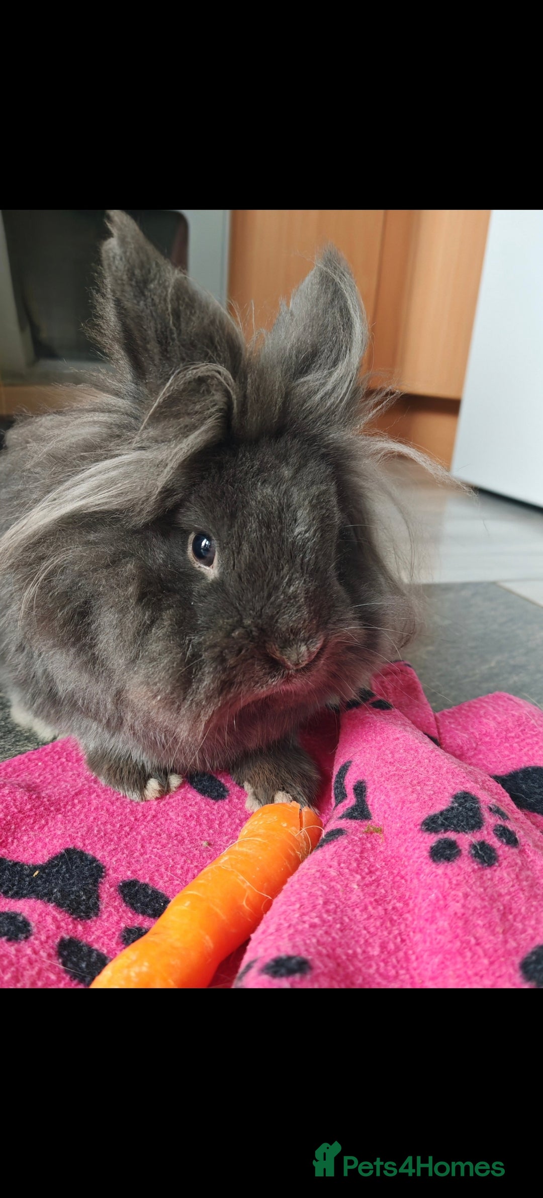 Lionhead rabbits for sale: Buck for sale  - Image 2
