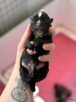 Mixed Breed dogs - Advert 11