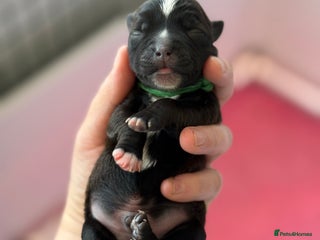 Mixed Breed dogs - Advert 1