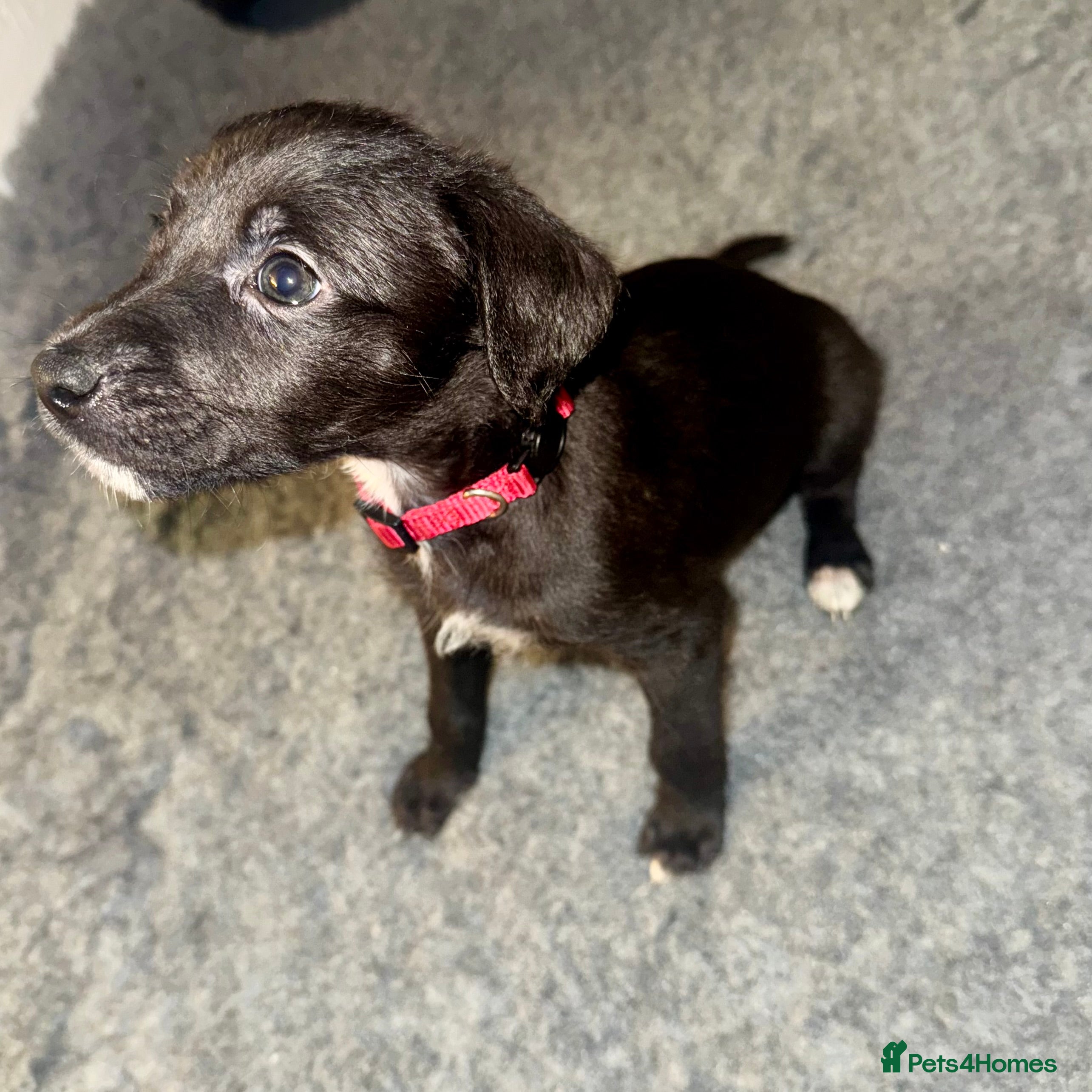 Mixed Breed dogs Stunning F1 Beddy Whippet Pups — Hearts Will Melt - Advert 3