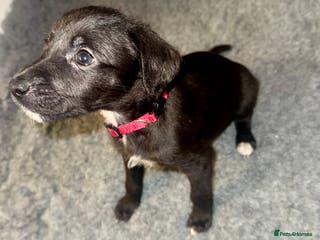 Mixed Breed dogs Stunning F1 Beddy Whippet Pups — Hearts Will Melt - Advert 5