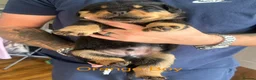 Rottweiler dogs for sale: Rottweiler Puppies  - Advert 4