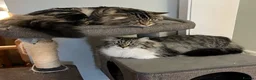 Siberian cats for sale: Your Perfect Siberian Forest Kitten Awaits in Bristol - Advert 9