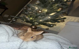 Netherland Dwarf rabbits for sale: Golden Netherland Dwarf - Image 5