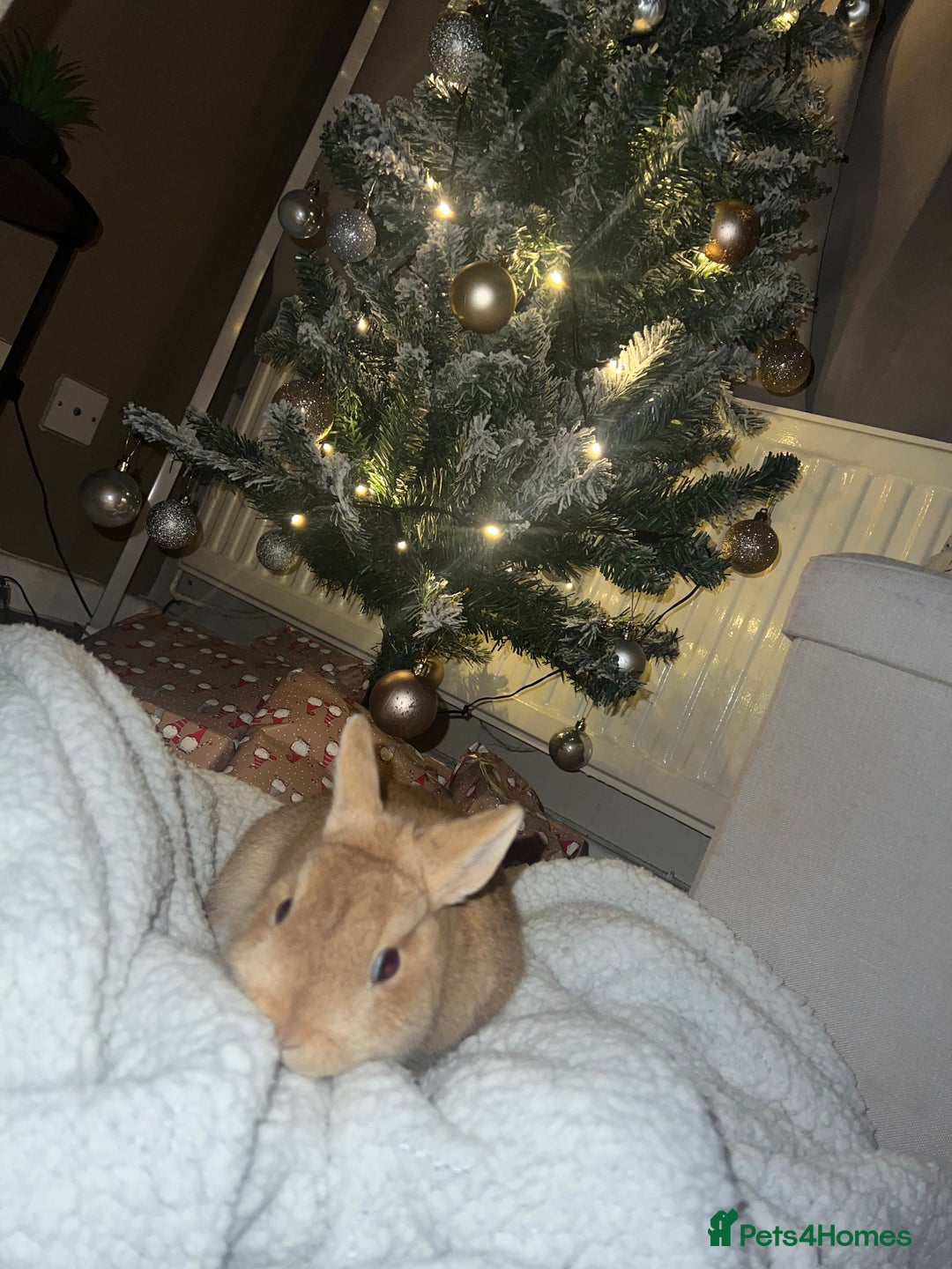 Netherland Dwarf rabbits for sale: Golden Netherland Dwarf - Image 5