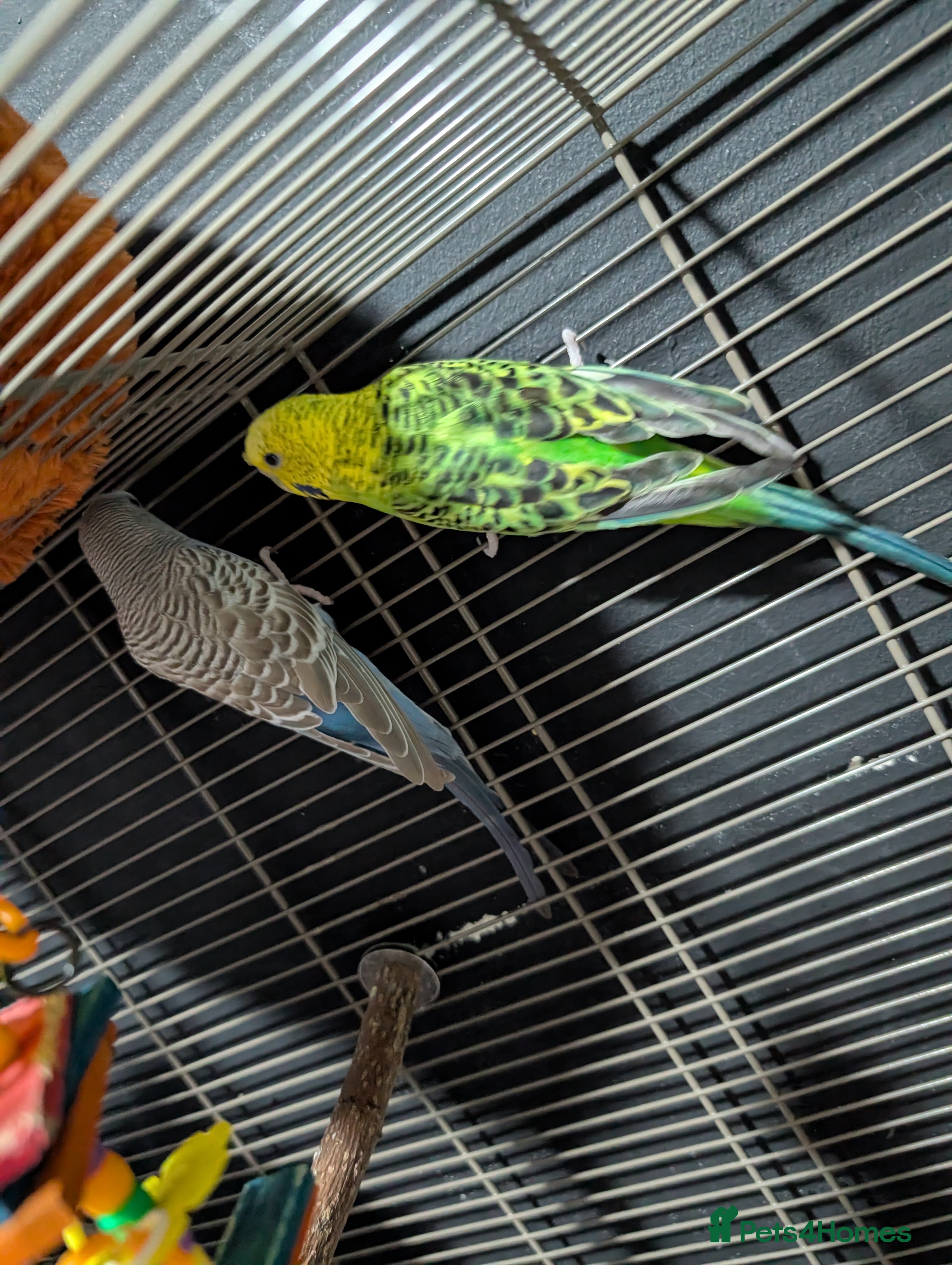 Budgerigars birds Budgies for sale in Chester - Advert 3