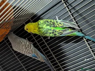 Budgerigars birds Budgies for sale in Chester - Advert 1