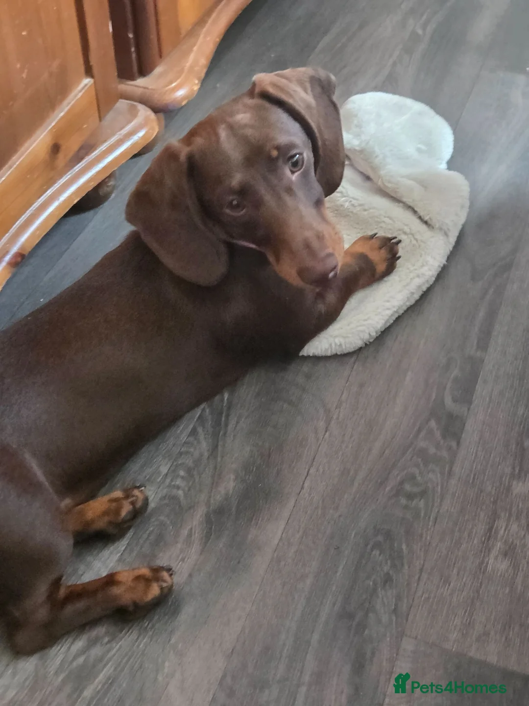 Miniature Dachshund dogs for sale: Miniature Dachshund, female, Chocolate and Tan  in Gloucester - Advert 5