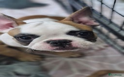 French Bulldog dogs for sale: French Bulldogs - Image 10