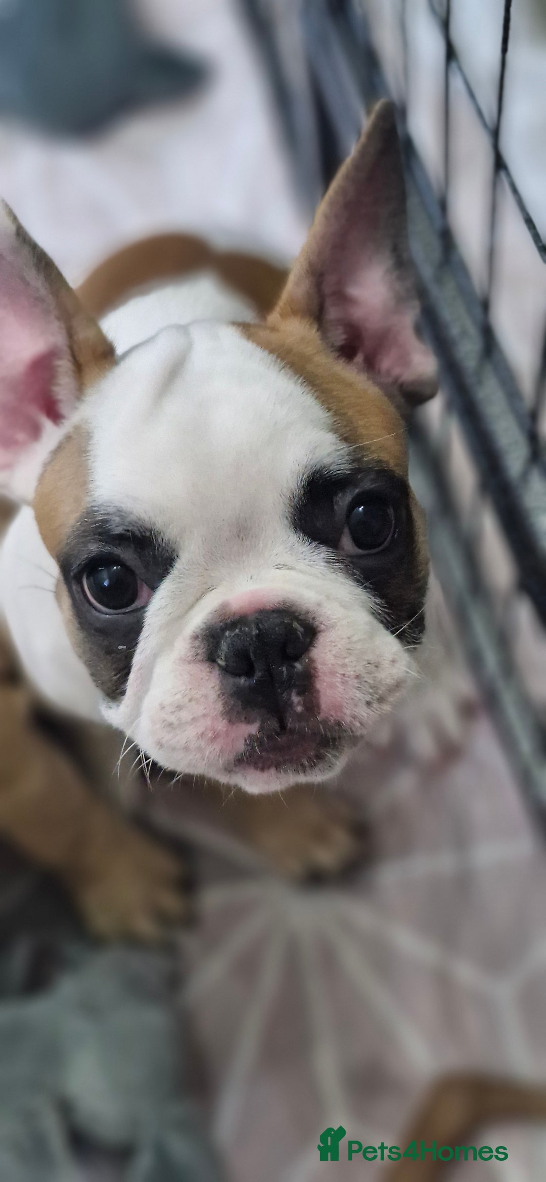 French Bulldog dogs for sale: French Bulldogs - Image 10