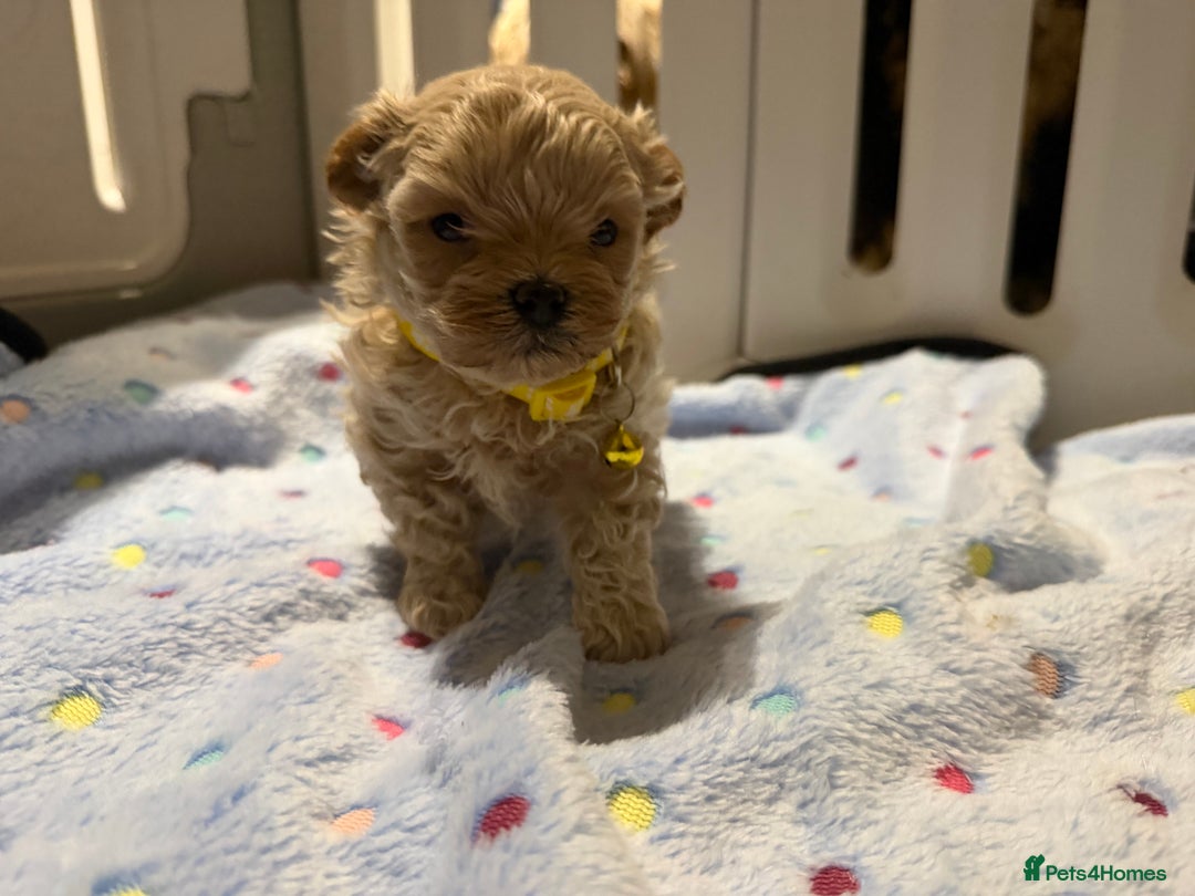 Maltipoo dogs for sale: Small Maltipoo puppy’s - Advert 9
