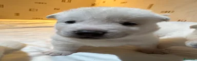 Japanese Akita Inu 5
