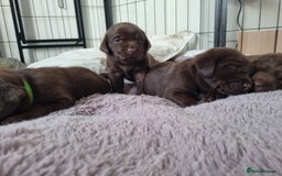 Labrador Retriever dogs for sale: Bundle of Chocolate Joy- Labrador Retrive Puppies - Image 12