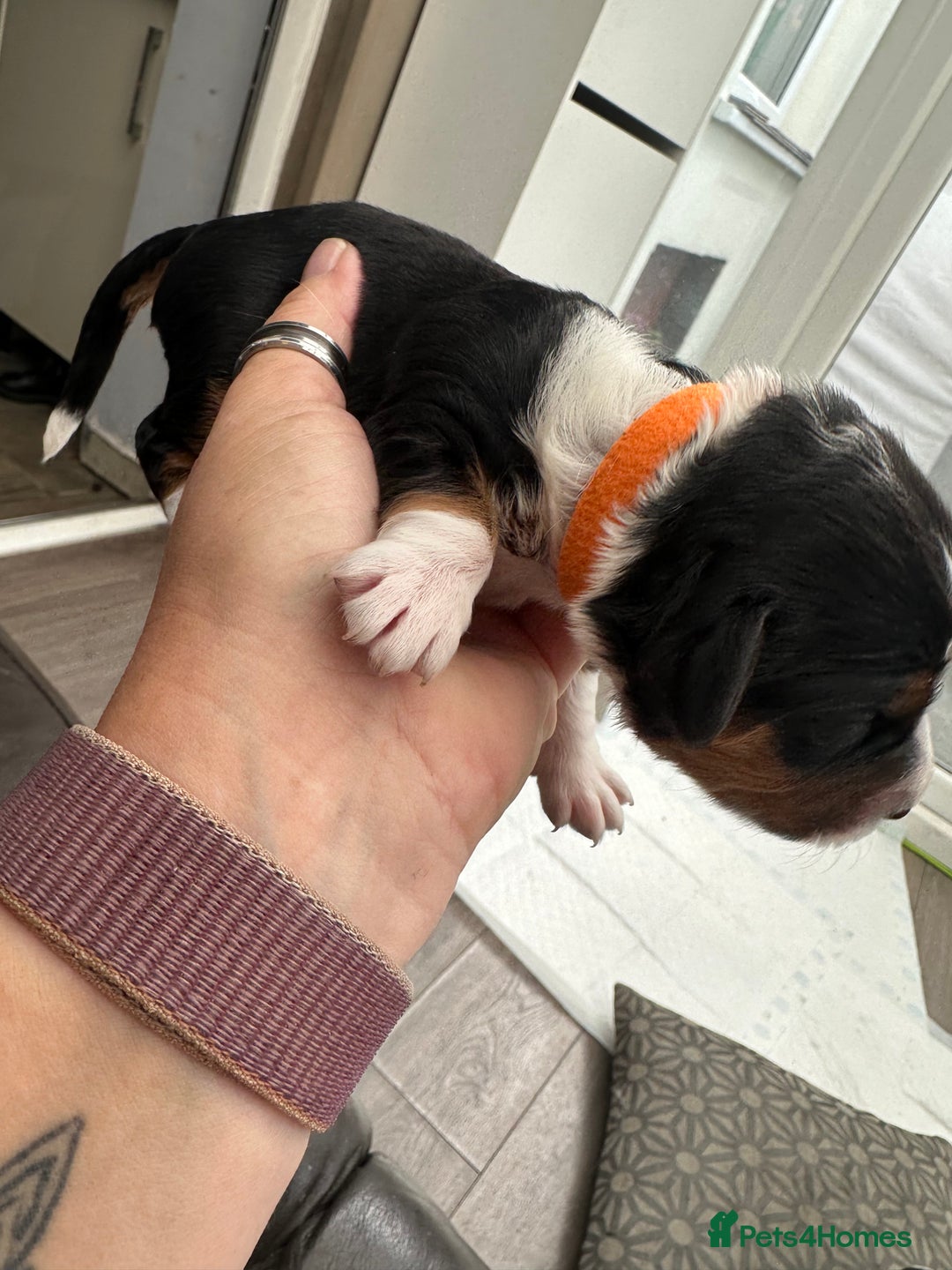 Mixed Breed dogs for sale: Border doodle - Image 23