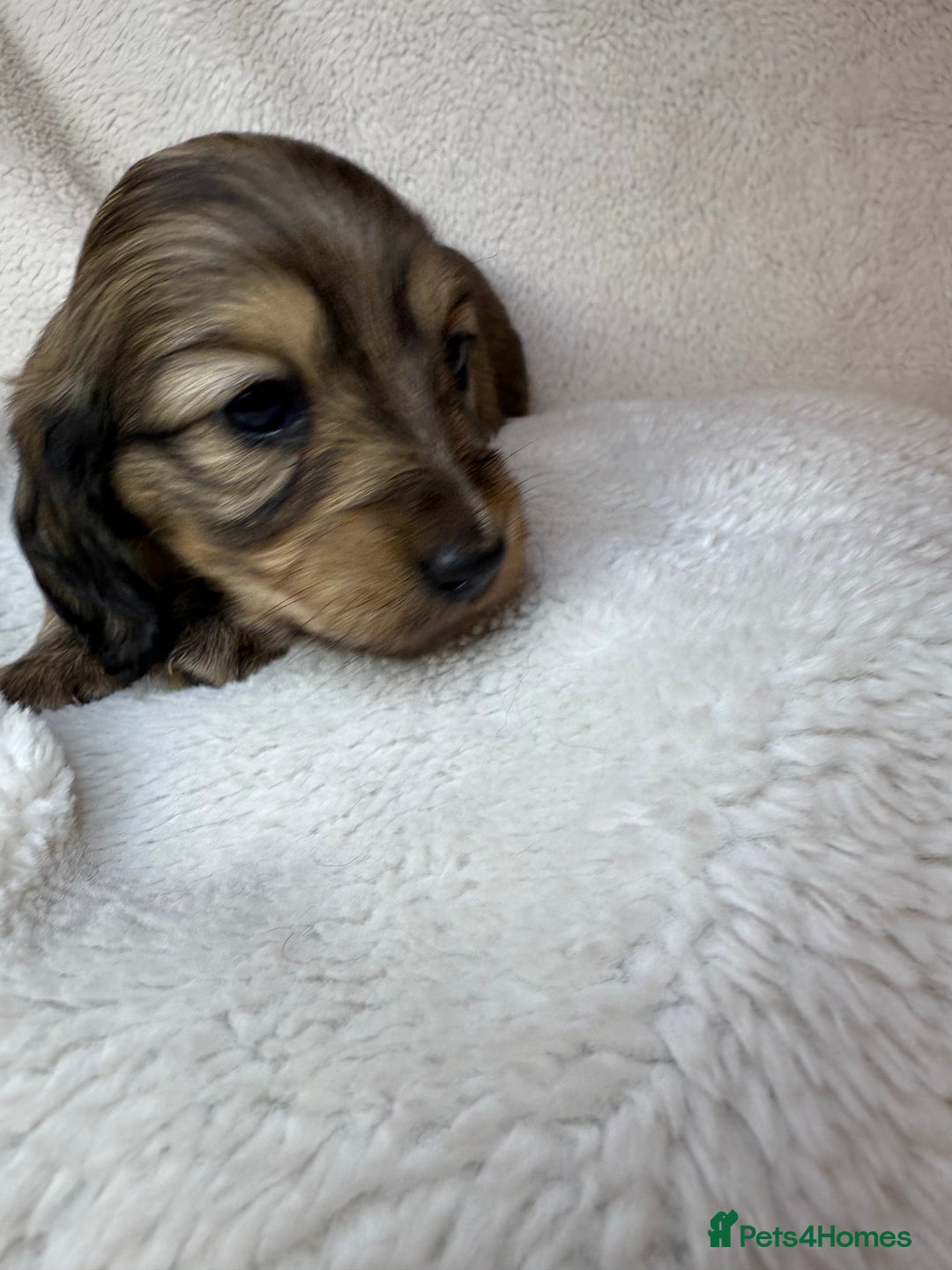 Miniature Dachshund dogs for sale: LONG HAIRED MINI DACSHUND  - Advert 6