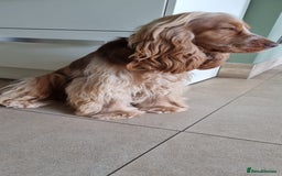 Cocker Spaniel dogs for sale: Kc registered show type cocker spaniel puppies - Image 24