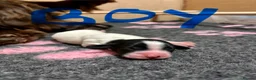 Cocker Spaniel dogs for sale: Working cocker spaniels  in Newmarket - Advert 5