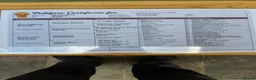 Whippet dogs for sale: Whippets - Advert 6