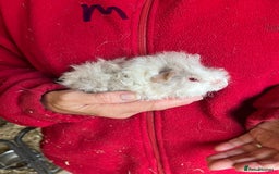 Guinea Pig rodents for sale: Texel and Lunkarya Guinea Pigs - Image 13