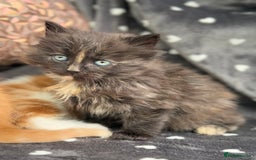 Ragdoll cats for sale: Beautiful Ragdoll cross kittens  - Image 2