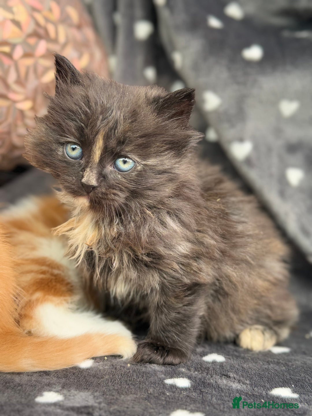 Ragdoll cats for sale: Beautiful Ragdoll cross kittens  - Image 2