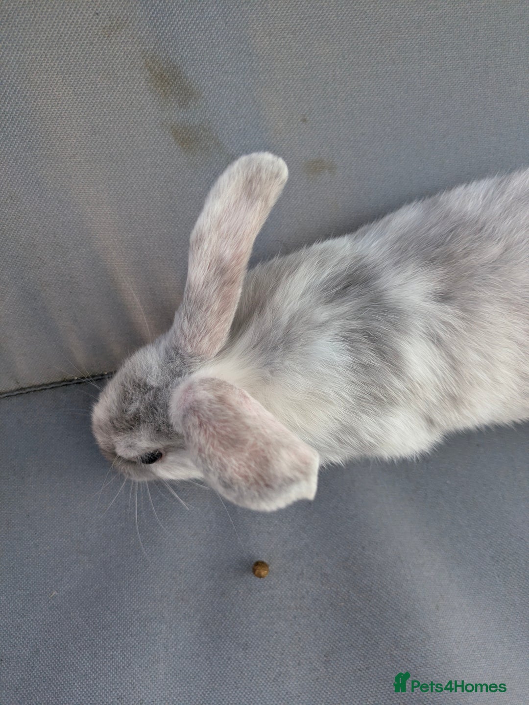 Mini Lop rabbits for sale: Beautiful mini lop bunnies 🐇🐰 - Image 14