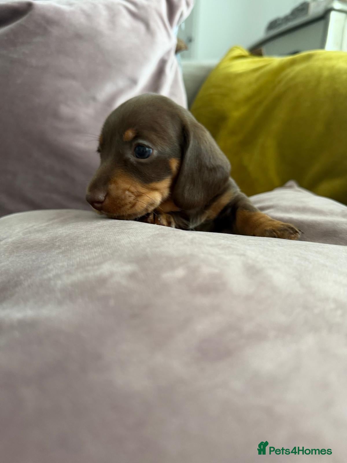 Miniature Dachshund dogs Miniature Dachshund Puppies-Ready to reserve - Advert 2