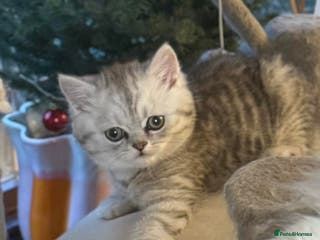 Persian cats Gorgeous pedigree chinchilla kitten - Advert 6