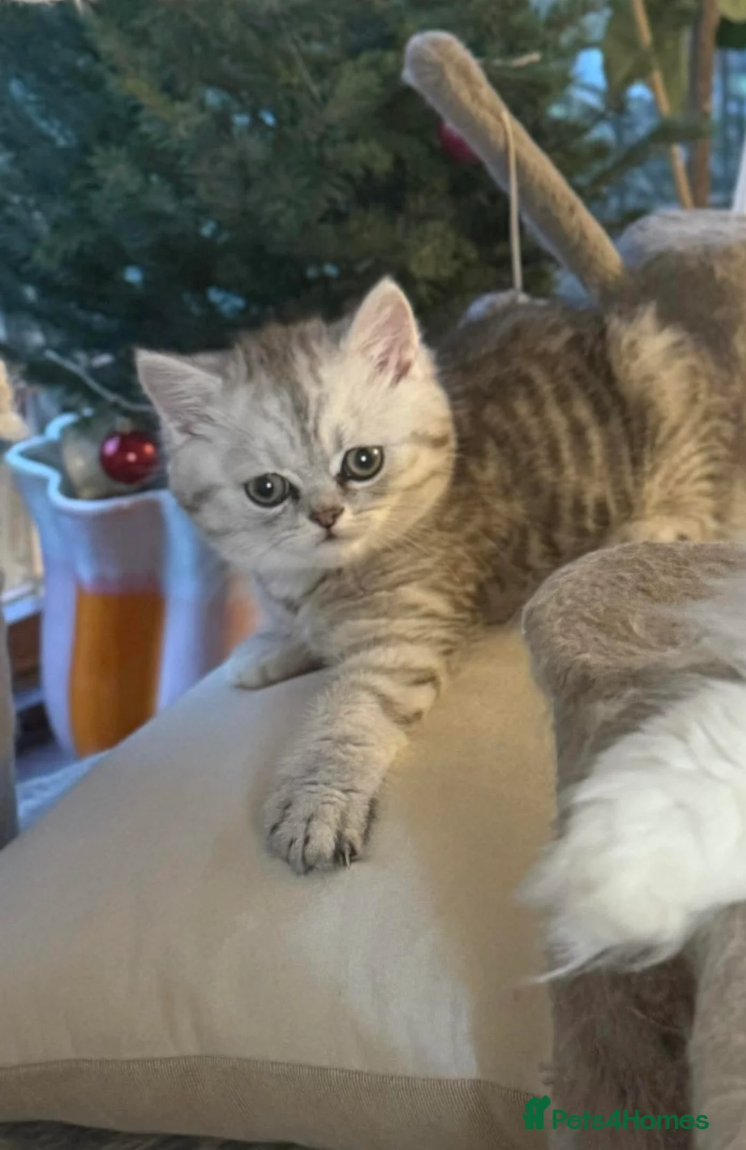 Persian cats for sale: Kitten Sold - Advert 3