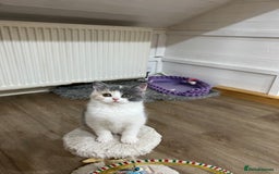 British Shorthair cats for sale: Adorable GCCF registered BSH kittens - Image 5