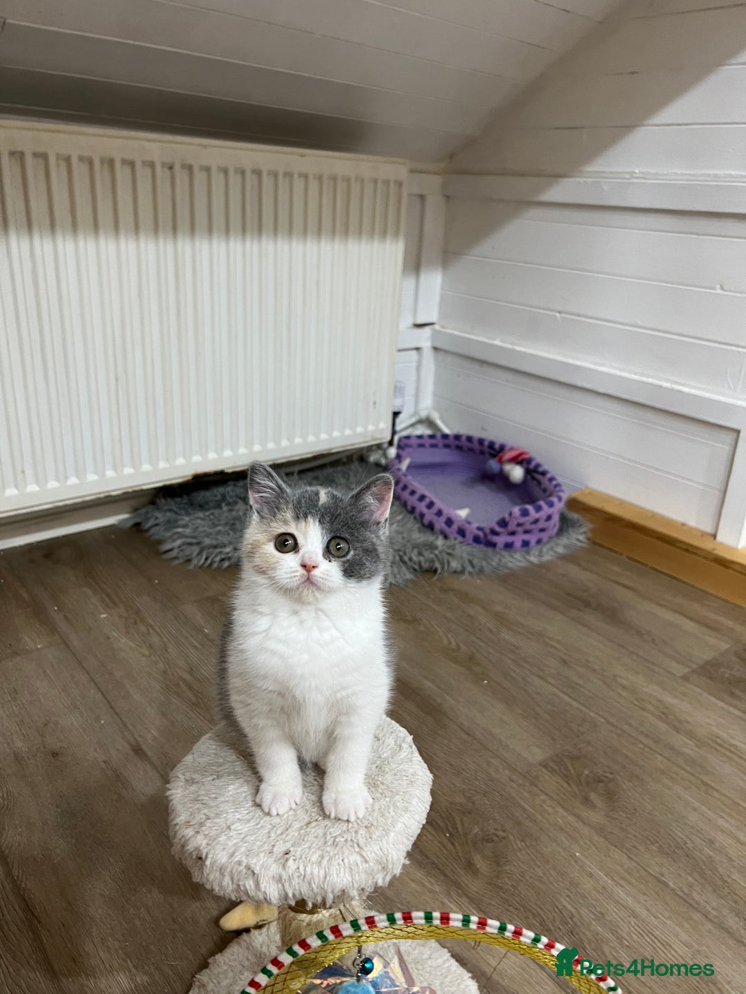 British Shorthair cats for sale: Adorable GCCF registered BSH kittens - Image 5