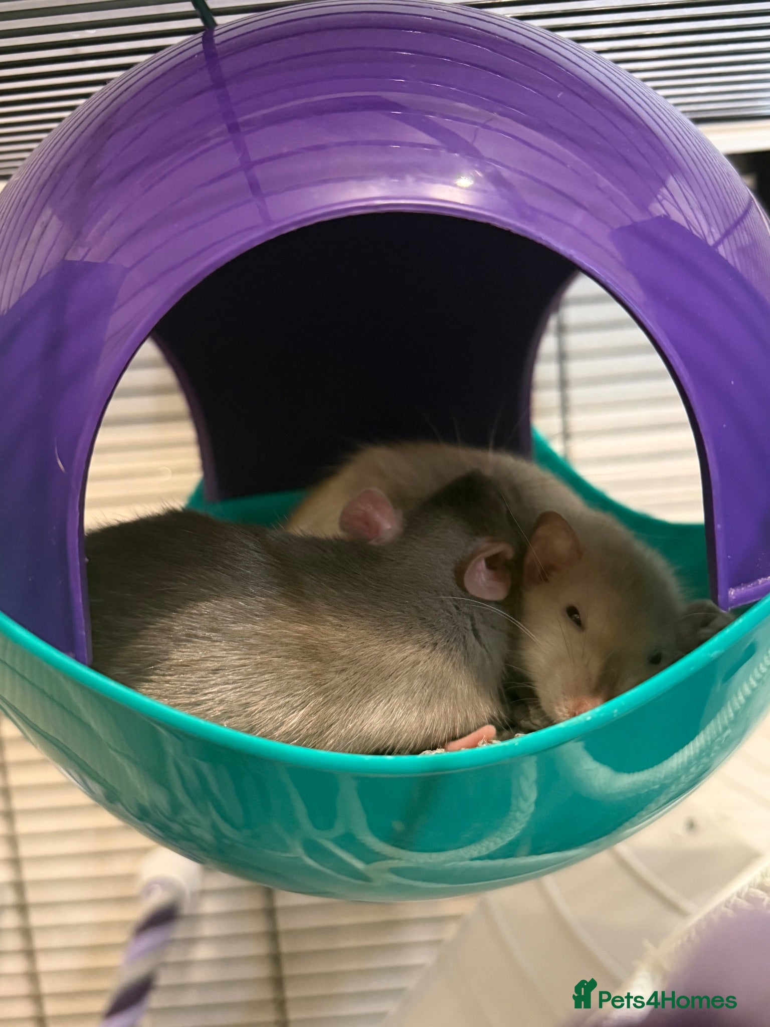 Rat rodents Male and female rats - Advert 3
