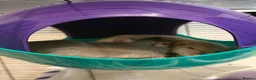 Rat rodents for sale: Male and female rats in Coventry - Advert 1