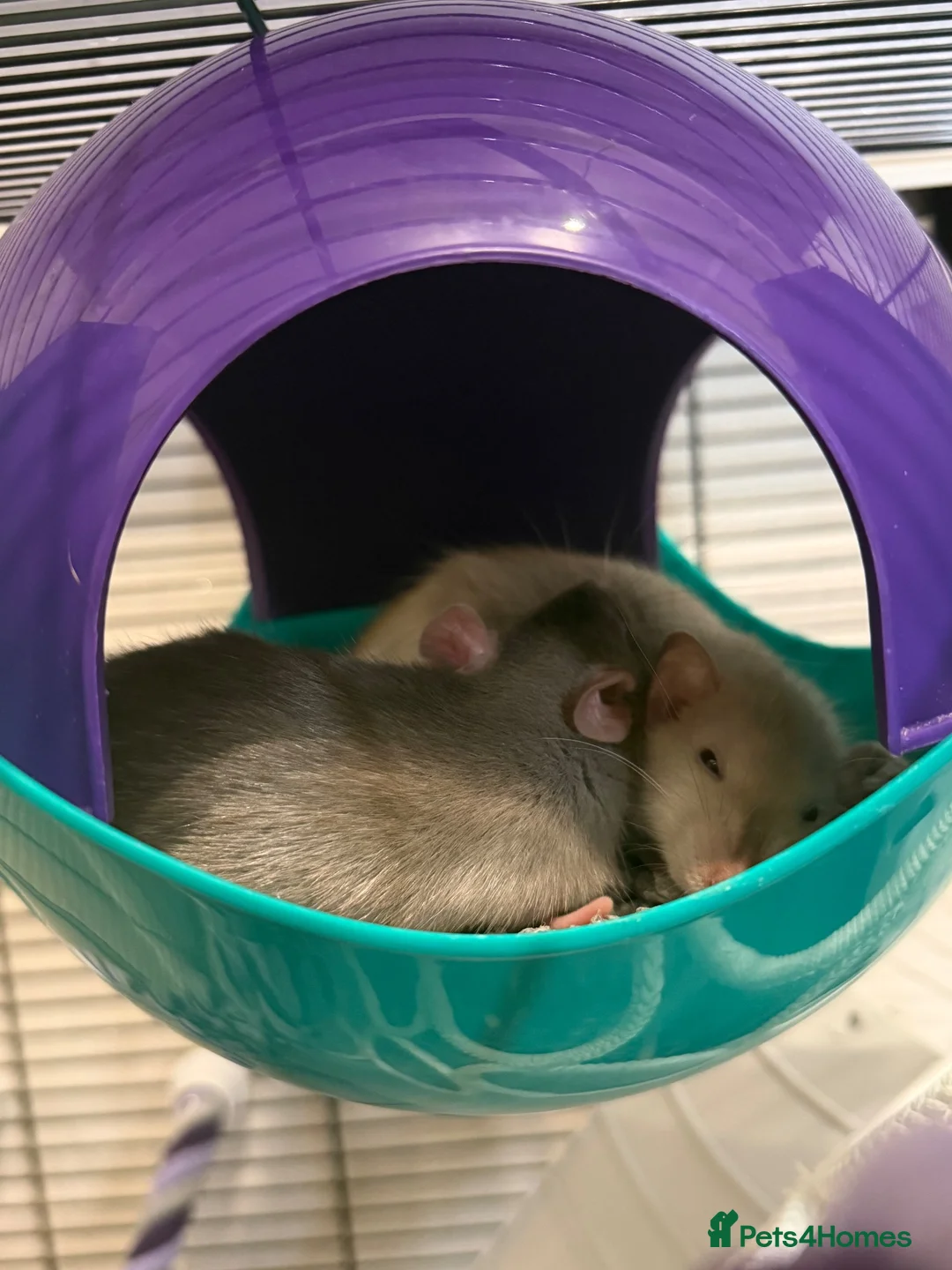 Rat rodents for sale: Male and female rats in Coventry - Advert 1