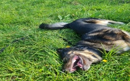 Mixed Breed dogs for sale: Handsome boy to good home - Image 4