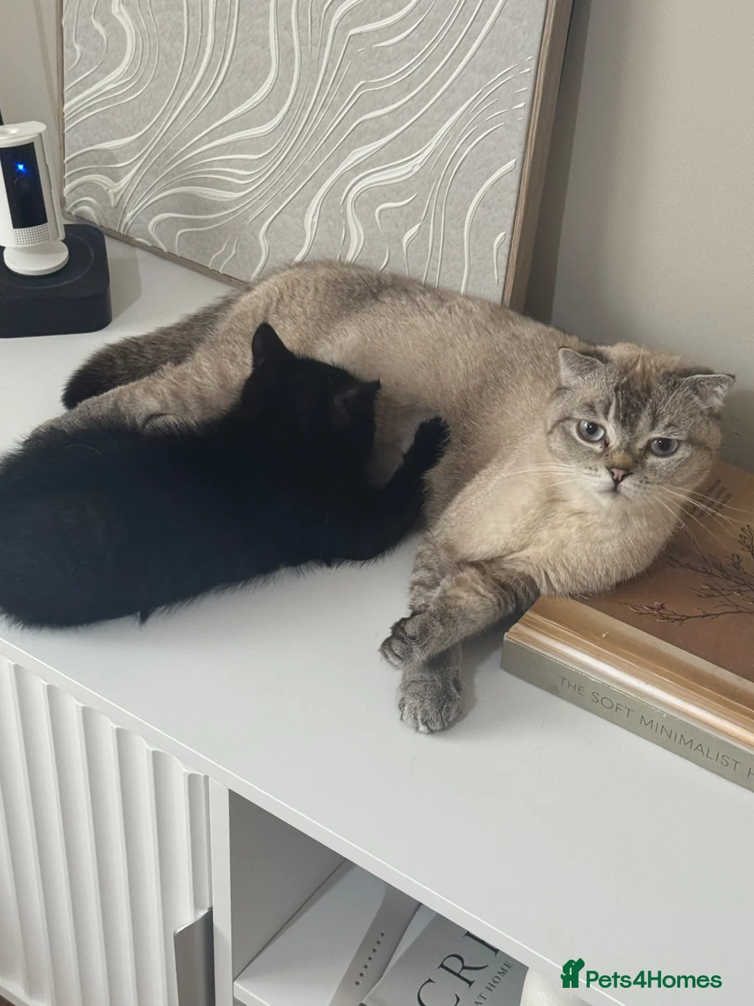 British Shorthair cats for sale: Black british shorthair kitten 1 girl left - Advert 2