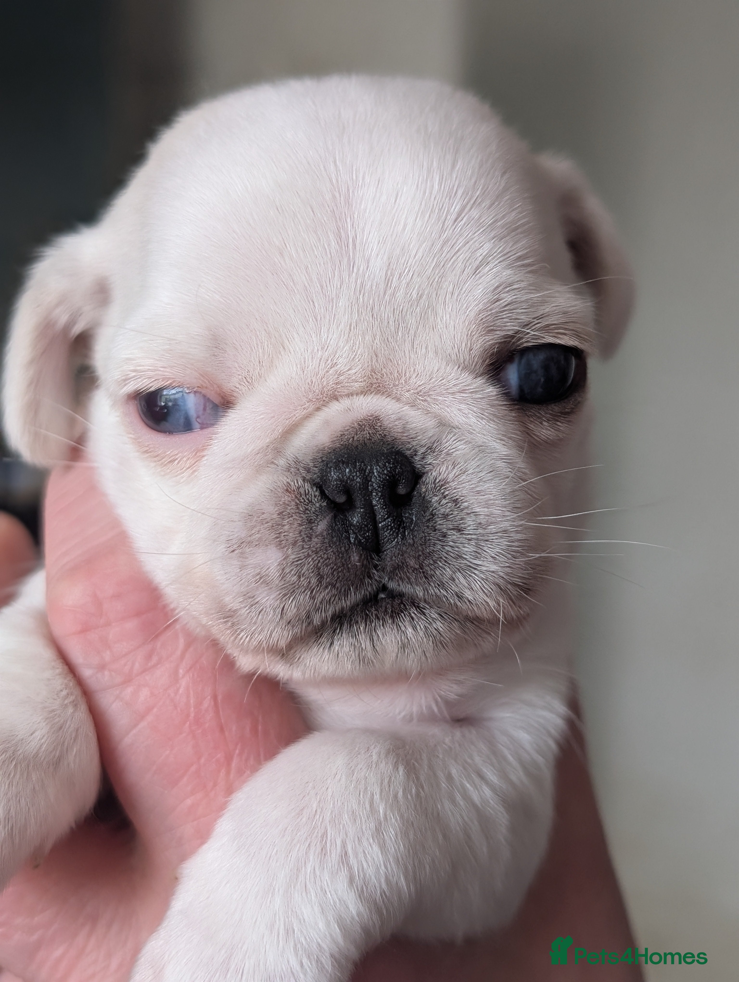 Pug dogs A beautiful litter of pugs pure white & jet Black  - Advert 2