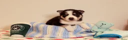 Siberian Husky dogs for sale: Pedigree husky puppies  in Clacton-on-Sea - Advert 10