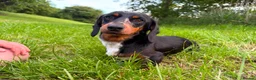 Miniature Dachshund dogs for sale: 2 girls 2 boys ready to go in 2 weeks  - Advert 3