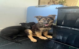 German Shepherd dogs for sale: German shepherd pups silver sable black/tan black  - Image 10