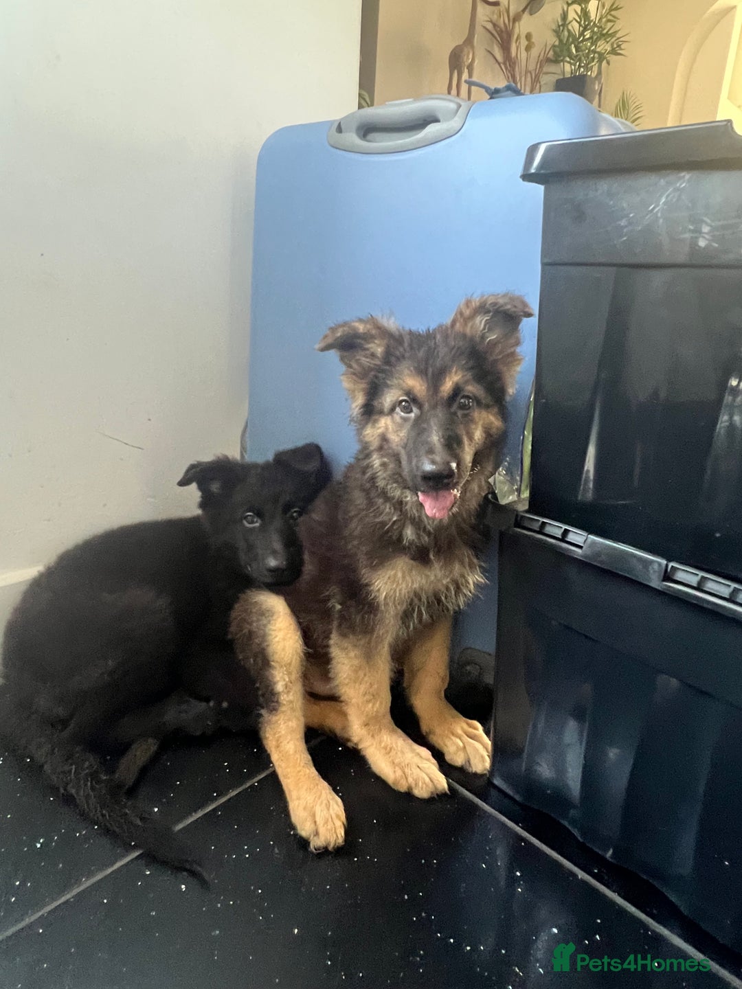 German Shepherd dogs for sale: German shepherd pups silver sable black/tan black  - Image 10