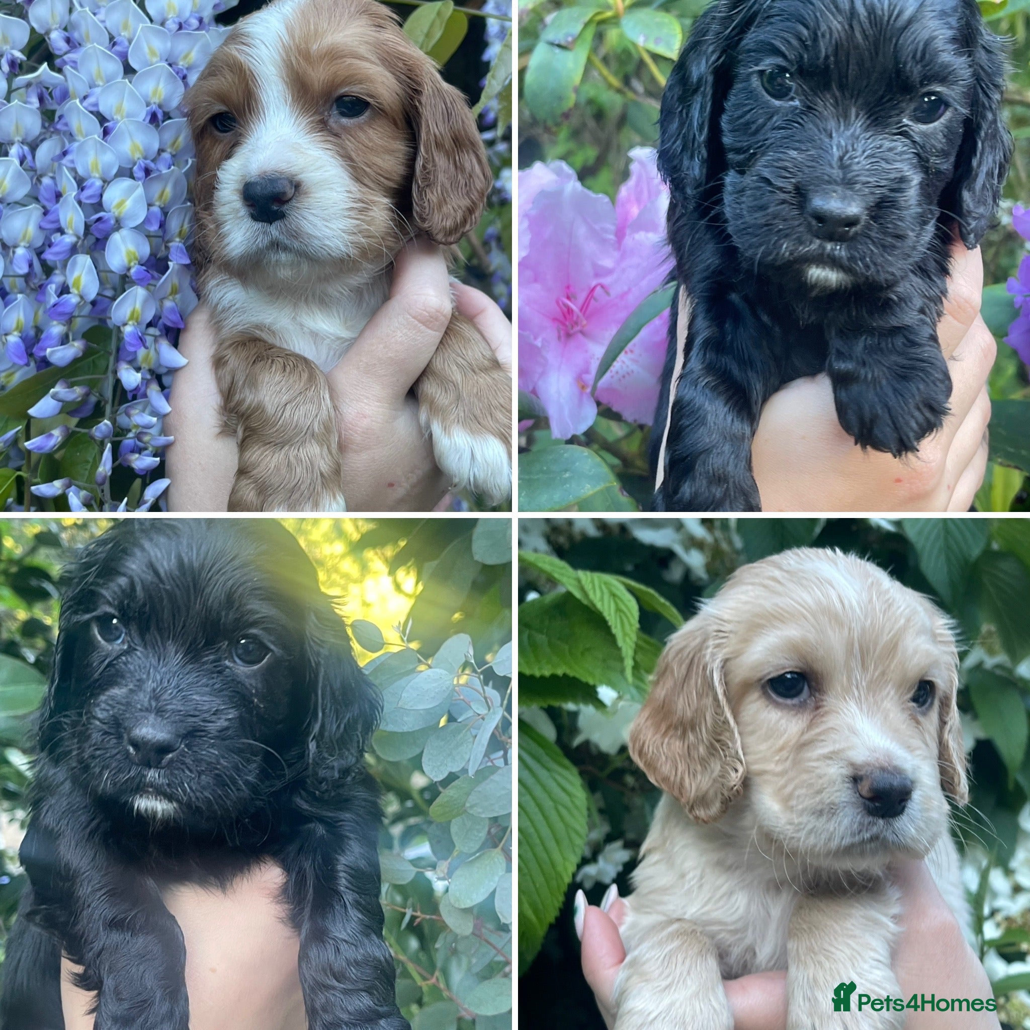 Cocker Spaniel dogs Pretty RKC Cocker Pups Fully DNA Tested 70+FTCH - Advert 20