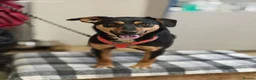 Mixed Breed dogs for adoption: ❤️🐶 PENNY – SHE WON’T LET YOU JUST PASS BY in Burton-on-Trent - Advert 5