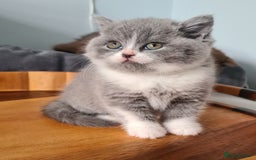 British Shorthair cats for sale: 4 Sweet PEDIGREE kittens - Image 6
