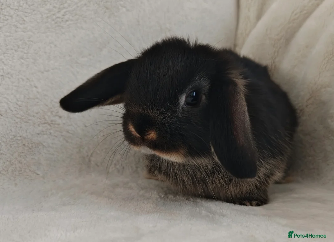 Mini Lop rabbits for sale: Beautiful Mini Lop Bunnies  - Advert 7