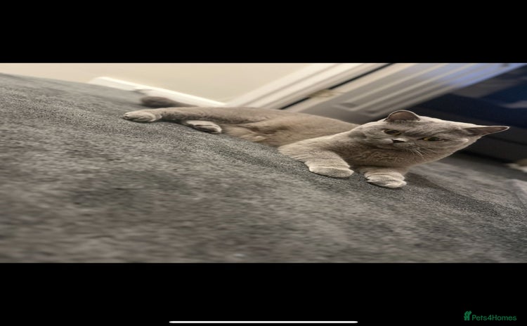 British Shorthair cats - Advert 9